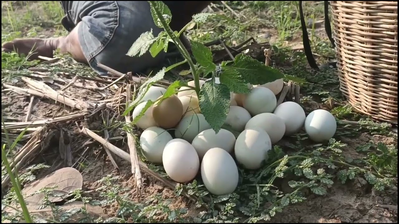 BEST unique amazing! pick a lot of eggs under tree by best hand