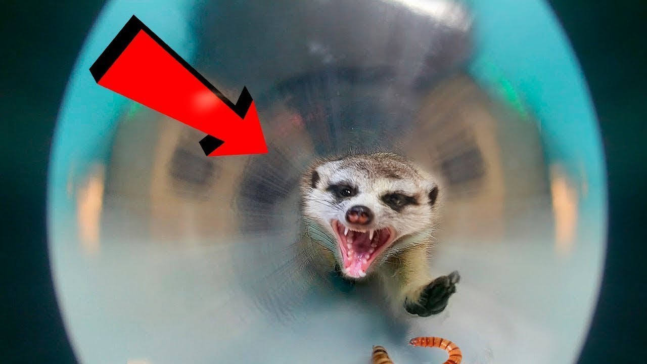 OBSTACLE COURSE for MY MEERKAT PET! WHAT IS A MEERKAT'S FAVORITE FOOD?