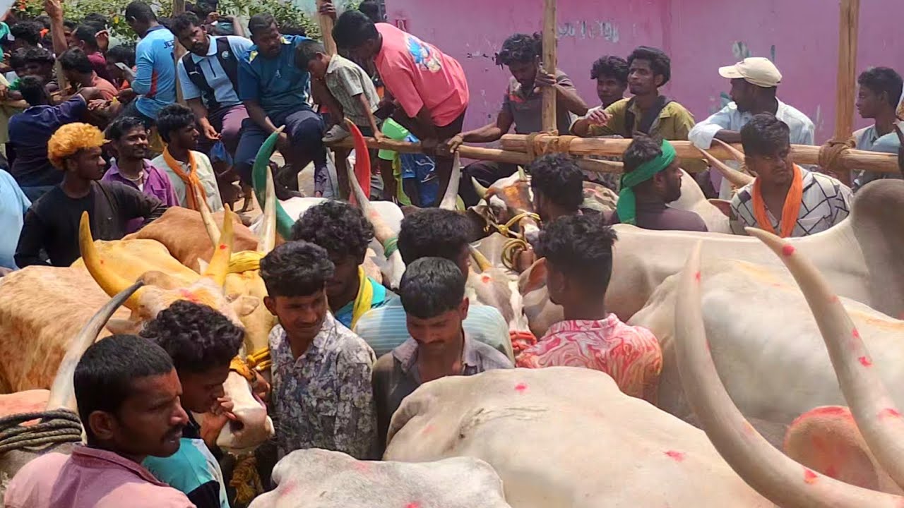 நாகநதி எருதுகட்டு 27/2/2026 @Tamizhrock vellore district 