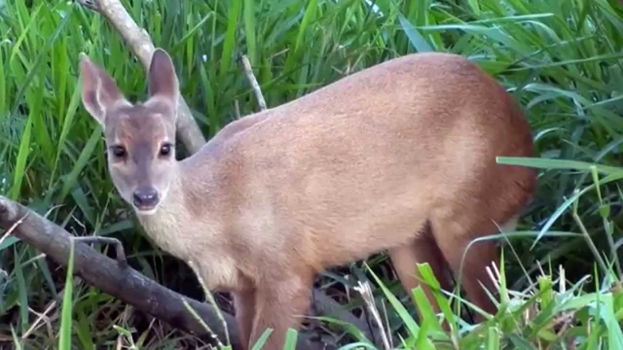 SOUTH AMERICAN RED BROCKET (MAZAMA AMERICANA), DEER,  VEADO-MATEIRO, GUATAPAR&Aacute;, Veado-vermelho.