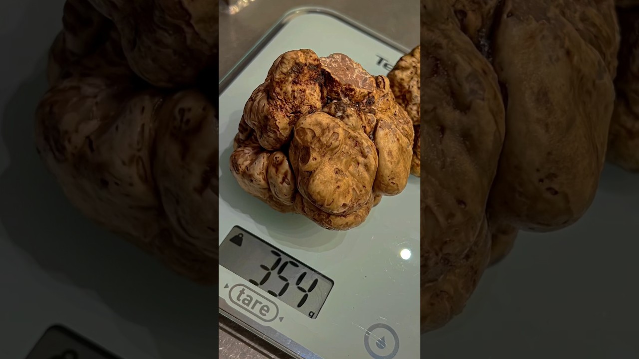 TARTUFO BIANCO GIGANTE DA OLTRE 1000€ 