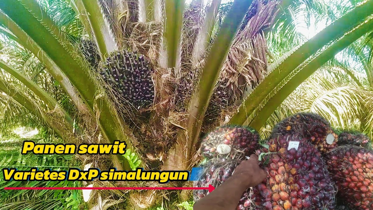 Sawit ppks simalungun dikawasan plasma panen pokok rendah sawit unggul ppks simalungun rotasi 9 hari
