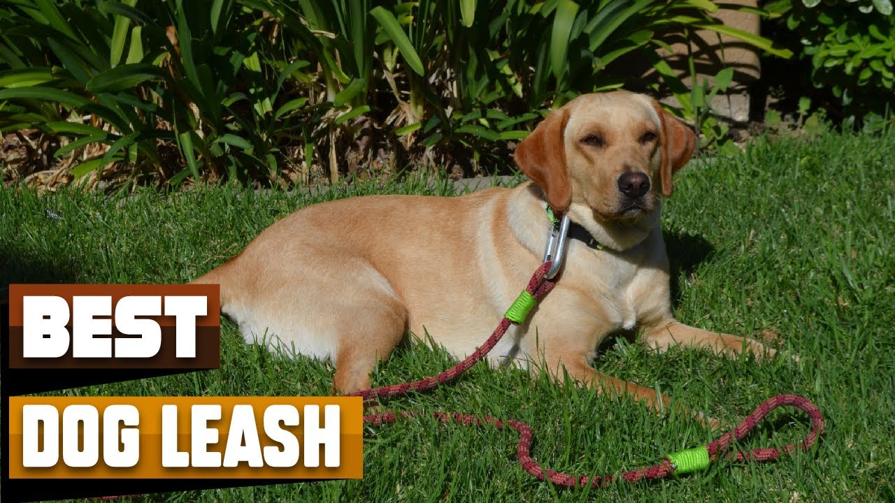 Best Dog Leash In 2026 - Top 10 Dog Leashes Review