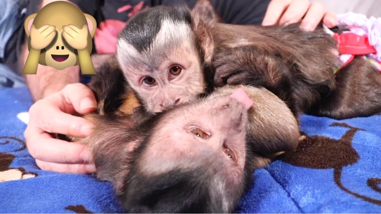 Monkey & His Girlfriend Have a Sunday Funday Blast!