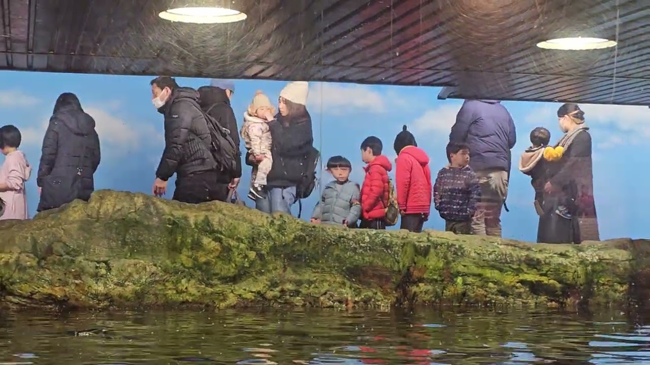20260207鴨川海洋世界餵食活動2