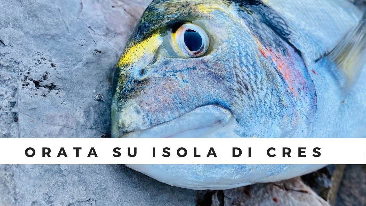 ROCK FISHING SU ISOLA DI CRES Con ORATA CHE CADE SUL GRANCHIO
