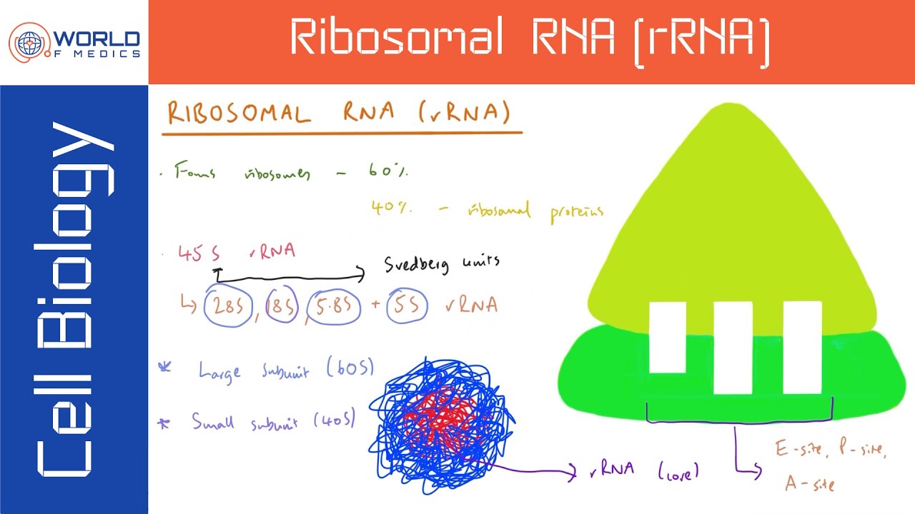 Ribosomal RNA (rRNA) | Cell Biology