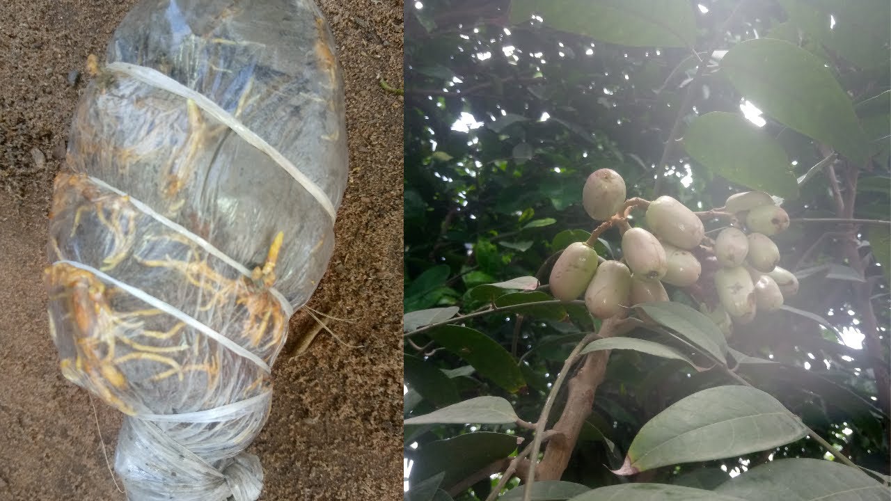 How to propagate pear tree through stem