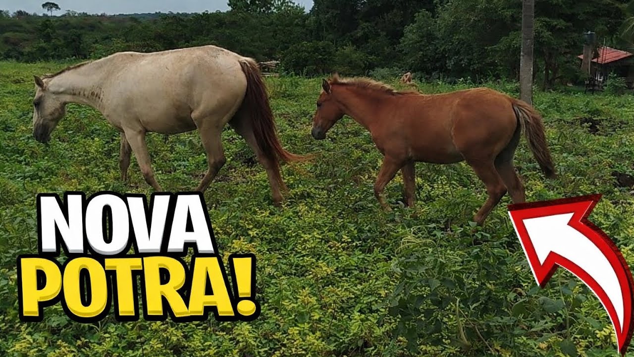A ÉGUA DO MEU IRMÃO PARIU *primeira cria!!! 