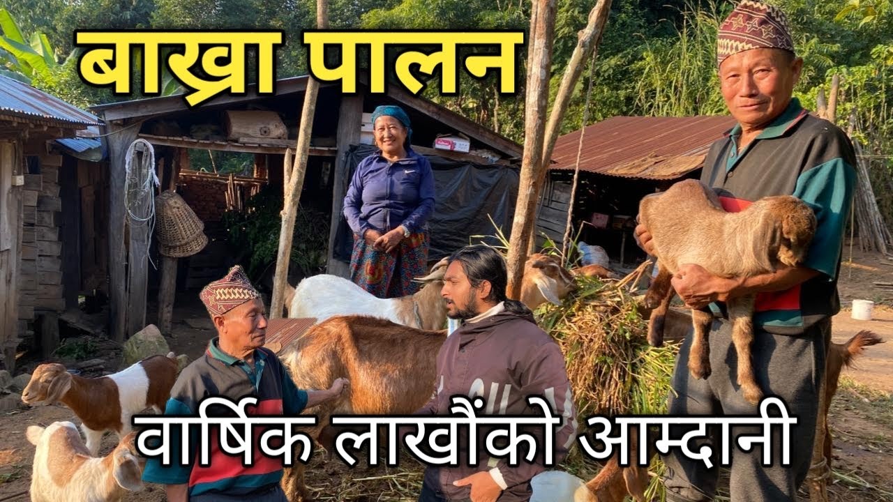 बाख्रा पालेरै लाखौंको आम्दानी गर्ने ६१ वर्षको बुवासँग केही रमाइलो कुराकानी|