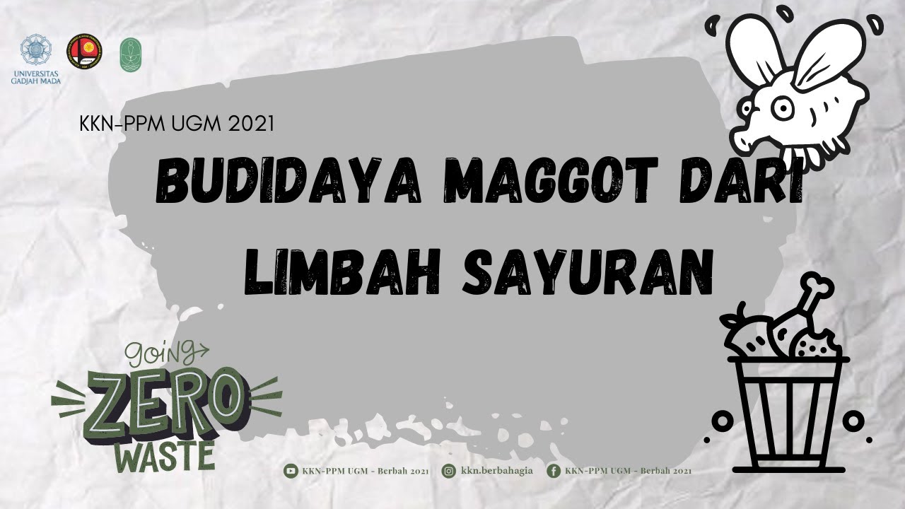 Budidaya Maggot Dari Limbah Sayuran - KKN PPM UGM Berbah 2021