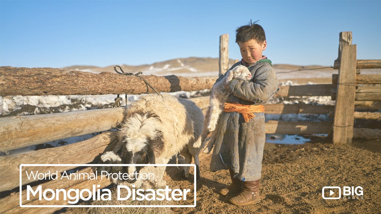 World Animal Protection : Help Save Starving Wild Animals from the Mongolia Disaster
