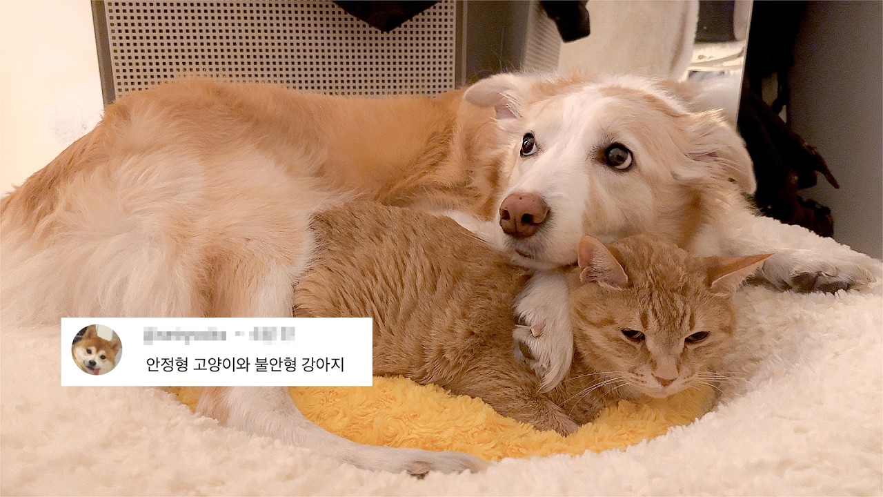 안정형 떼껄룩과 불안형 강아지의 하루