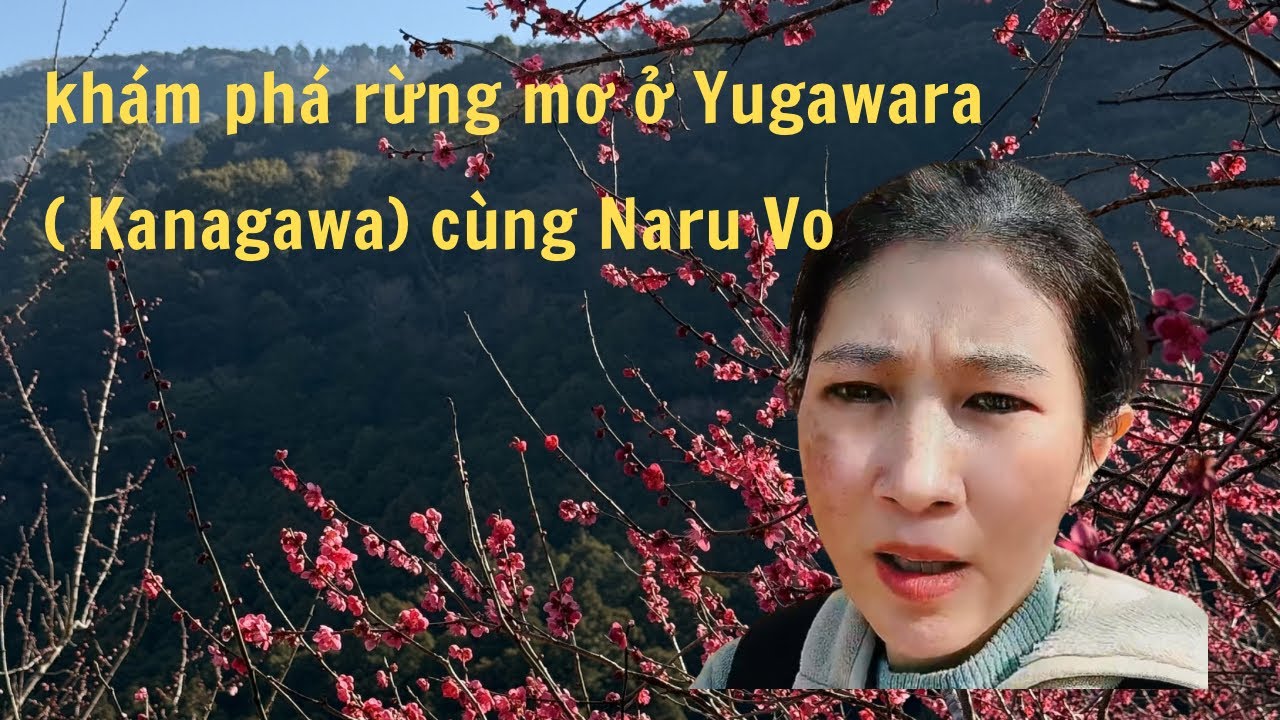 Một Ngày Chậm Lại Giữa Rừng Hoa Mơ Ở Kanagawa – Vẻ Đẹp Bình Yên Của Nhật Bản