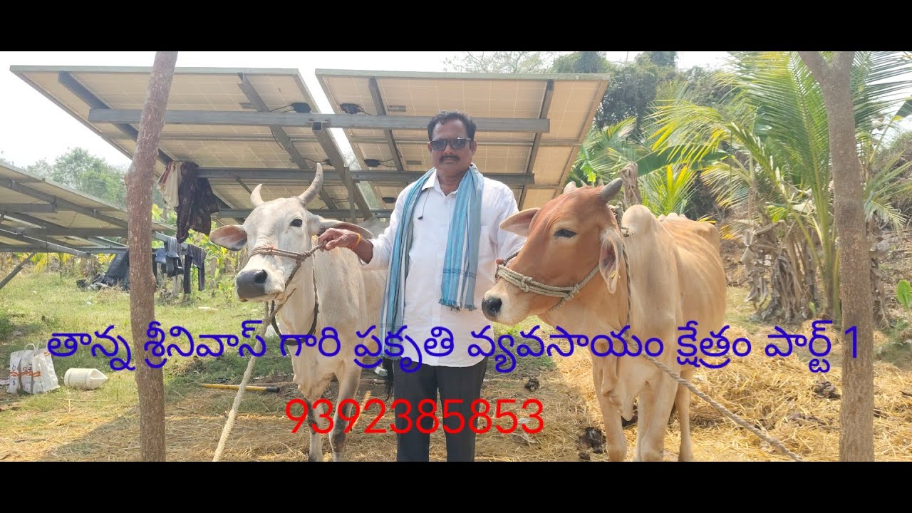 తాన్న శ్రీనివాస్ గారి ప్రకృతి వ్యవసాయ క్షేత్రం పార్ట్ 1
