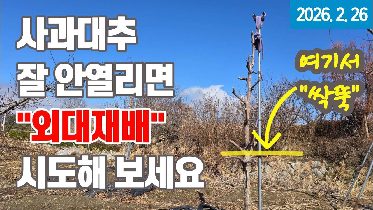 사과대추가 잘 안열릴때 