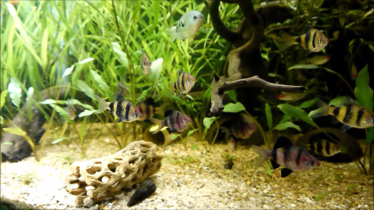 Giant Danios (Devario malabaricus)