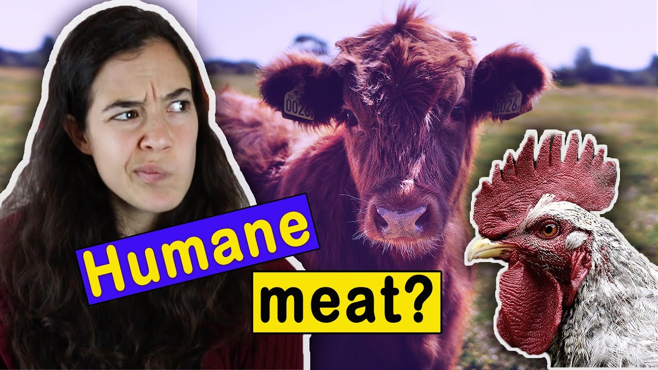 The Ethics of Eating Meat in 2020 (& WHY YOU SHOULD STOP!)