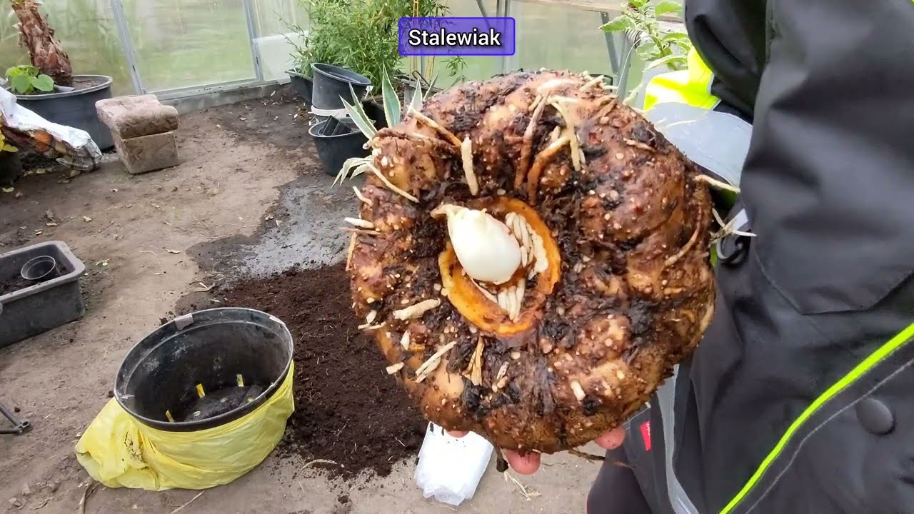 Amorphophallus titanum po dwóch latach zakończył sezon. Porównanie bulw z riviera. 🌱