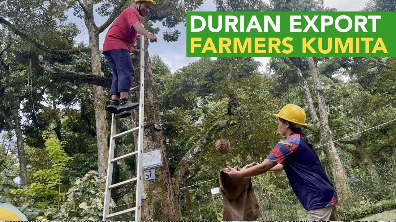 Dahil sa Durian Export, Gumanda Buhay ng mga Farmers sa Mindanao!