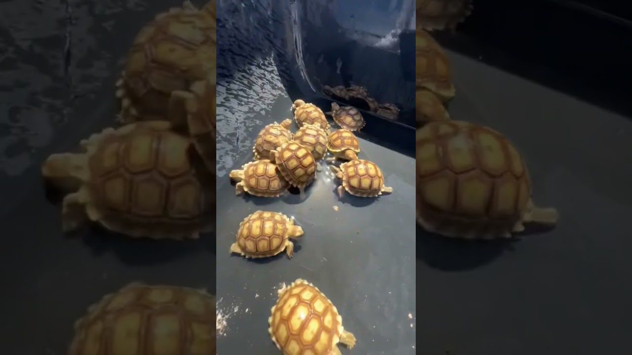 Ритуал для черепашки 🐢☀️