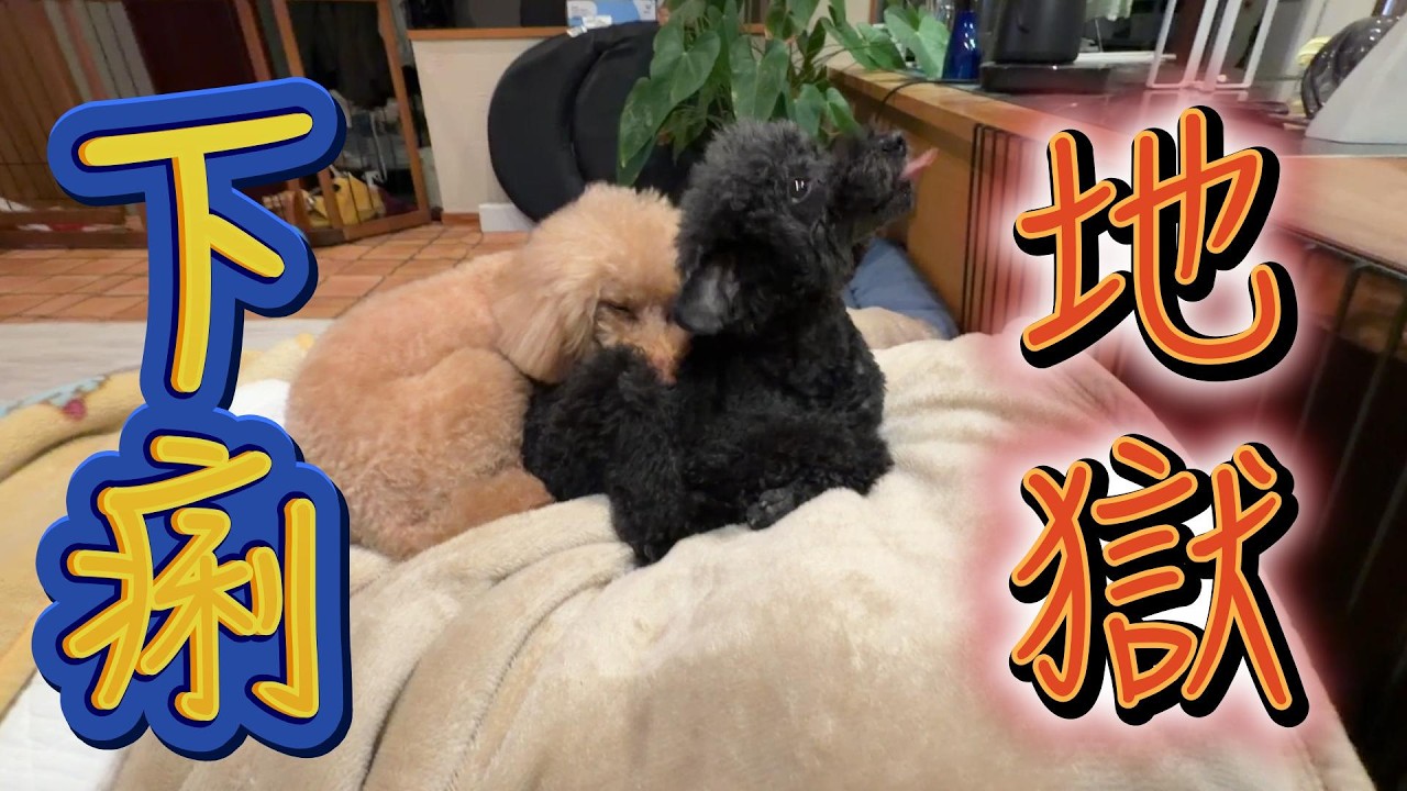 【地獄】トイプードル多頭飼いの試練｜下痢→病院→お部屋大掃除！