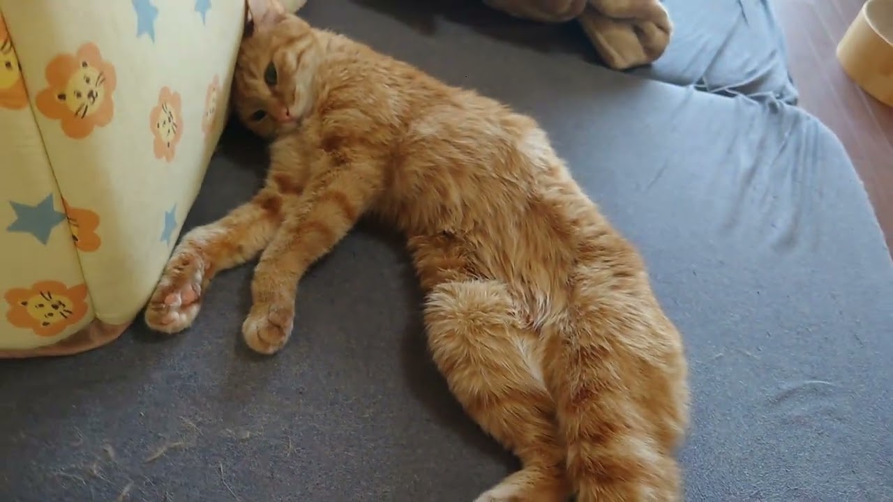 チャトごめんよ。お出かけるね。#cat #cute #cutecat #orangecat #猫 #かわいい #かわいい猫 #茶トラ #癒し #猫のいる暮らし #ねこのいる生活 