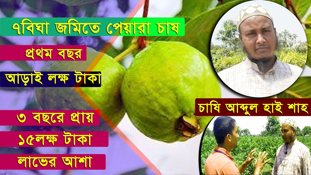 ৭ বিঘা জমিতে পেয়ারা চাষ || প্রায় ১৫লক্ষ টাকা আয়ের সম্ভাবনা || পেয়ারা চাষ নিয়ে A2Z বিস্তারিত জানুন