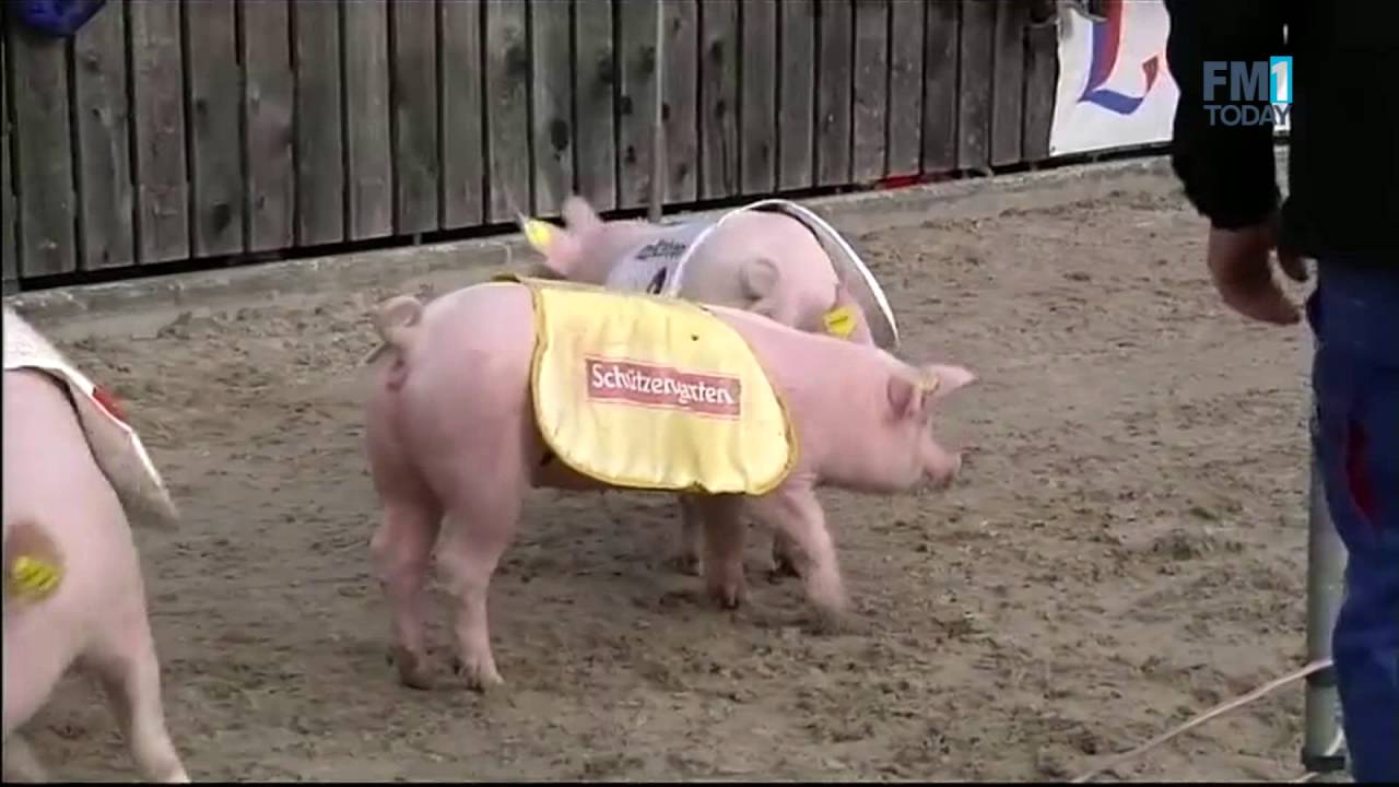 Säulirennen zum Olma-Start 2016
