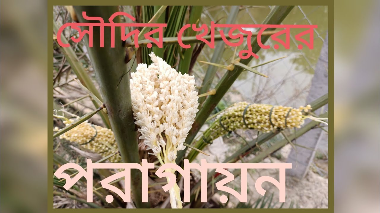 সৌদির খেজুরের পরাগায়ন
