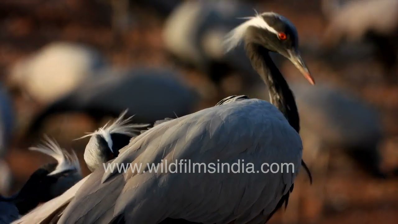 A large flock of Demoiselle Cranes gathers at Khichan wetland during the winter season