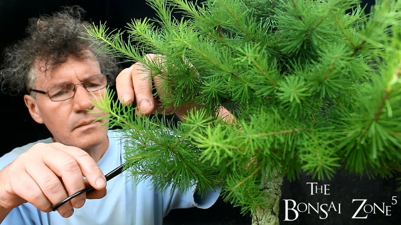 My Show Trees for this Year, Part 2, The Bonsai Zone, July 2018