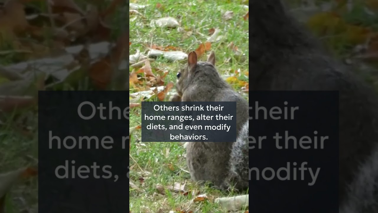 How Animals Thrive in Cities Urban Wildlife Adaptations #UrbanWildlife #AnimalAdaptation