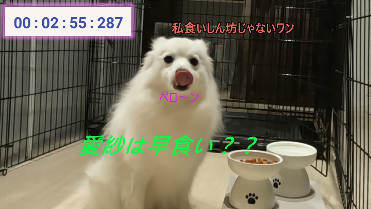 【日本スピッツ】ある日のごはん時間