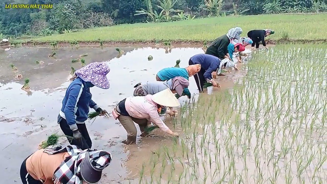 Nhỡ Nọng Nung,Lụ Lan Choi Puk Ná Chiêm Xuân Pi Nọng ới