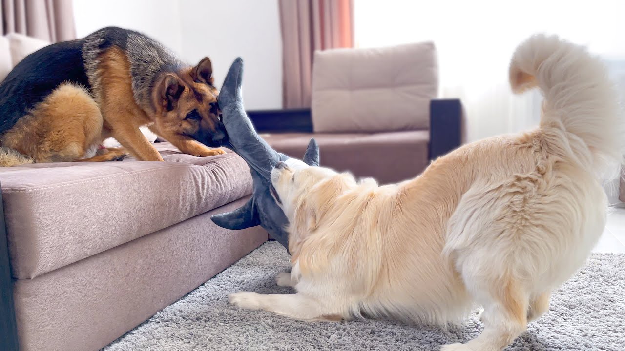 How a Golden Retriever and a German Shepherd Share a New Shark Toy