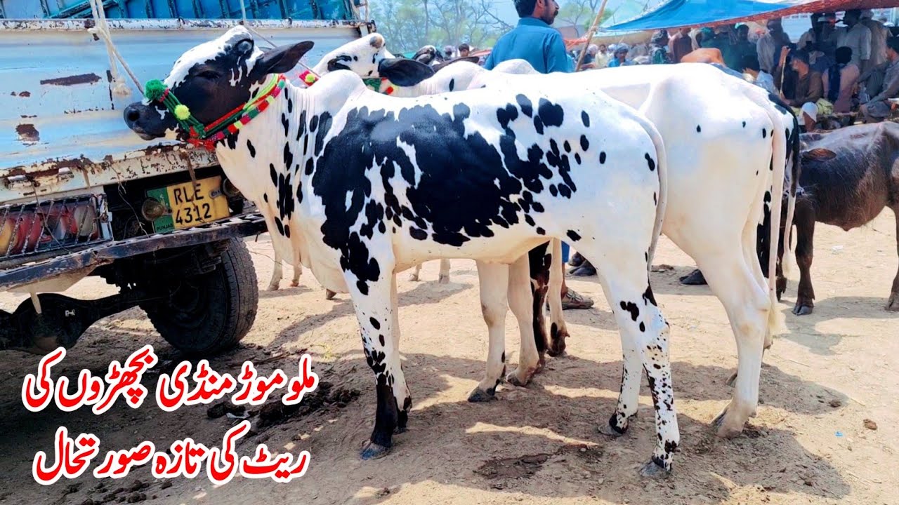 Dhani Bachron Ke Rate | Fateh Jangi Bull | Fateh Jangi Bull For Sale 2024 | Pk Janwar Mandi