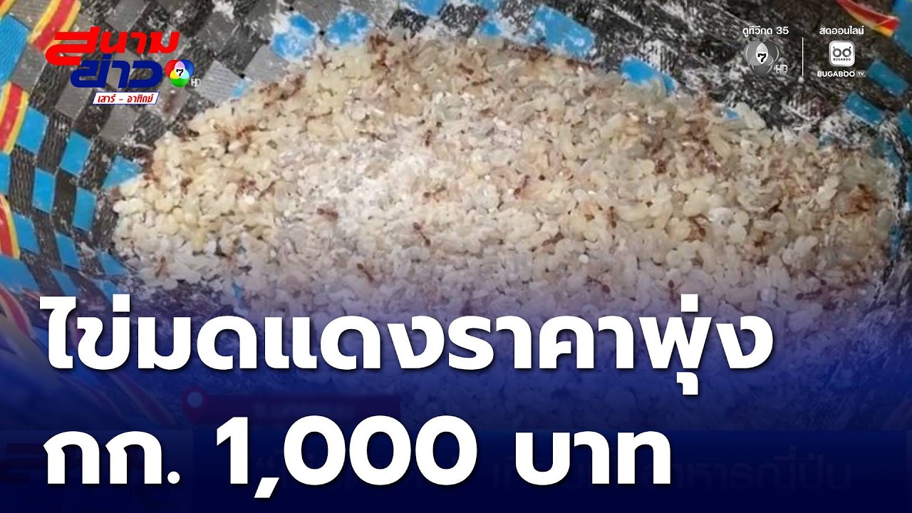 ไข่มดแดง เทียบชั้นอาหารญี่ปุ่น ราคาพุ่งกิโลกรัมละ 1,000 บาท | สนามข่าวเสาร์-อาทิตย์