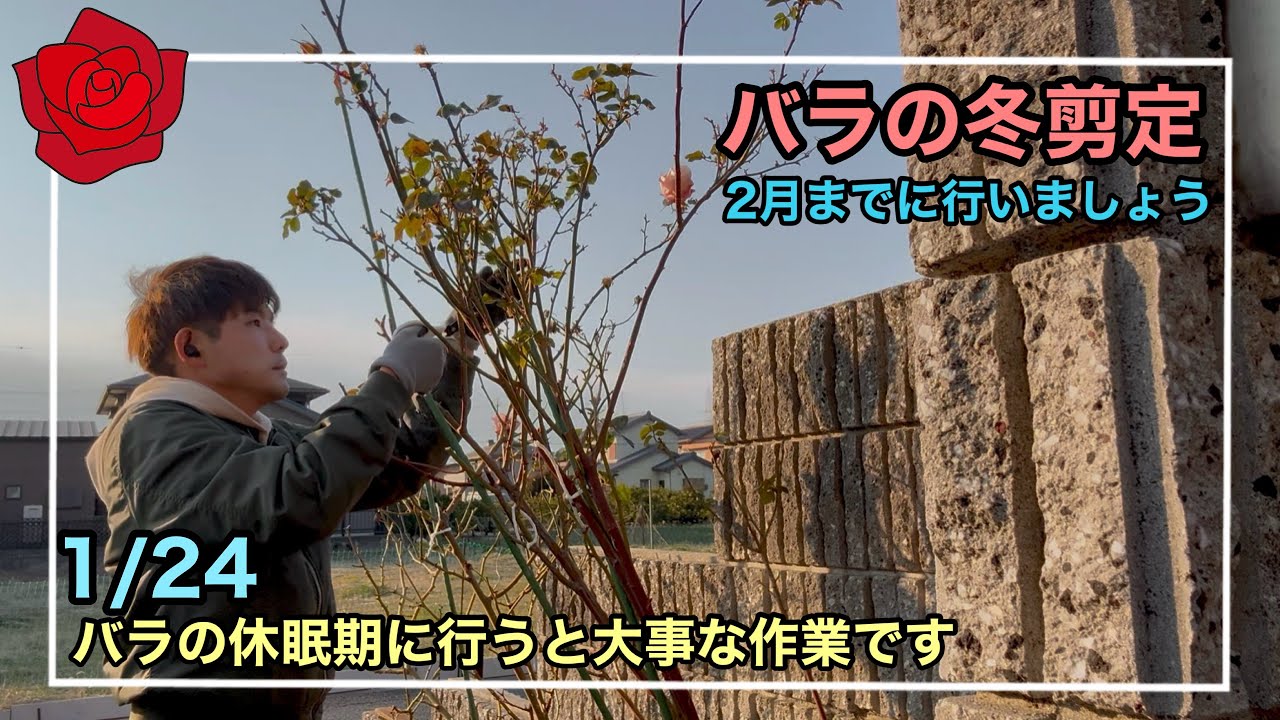 ［ガーデニング］バラの剪定を行いました。形を整え、春に綺麗なバラを咲かせるための大事な作業です