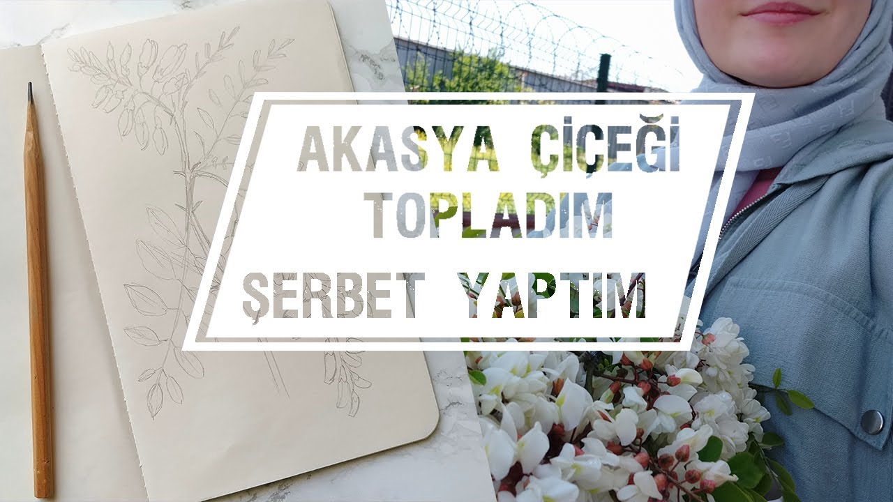 Akasya şerbeti ve akasya çayı nasıl yapılır?/Acacia Flowers syrup and tea