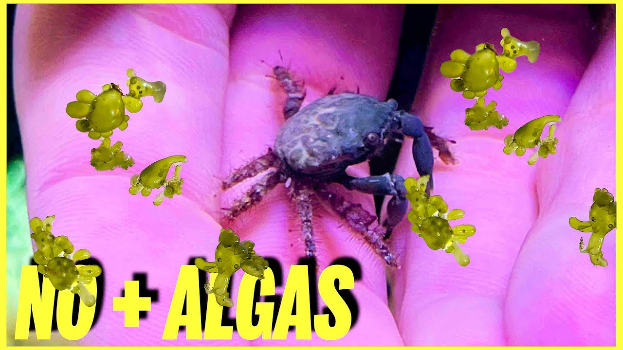 CANGREJOS 🦀 PARA ELIMINAR LAS ALGAS🦠 DE MI ACUARIO MARINO / MITRAX (Mithraculus sculptus)