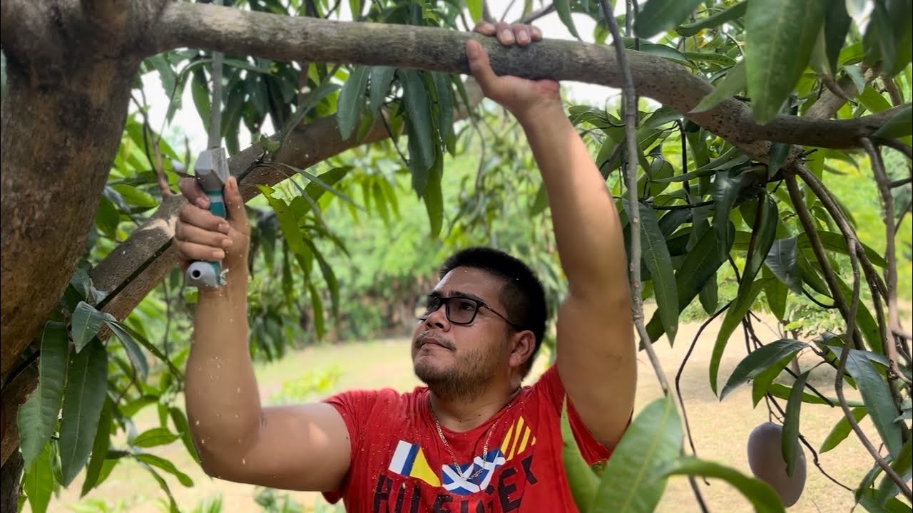 Cómo podar árboles de mango 🥭 y evitar plagas