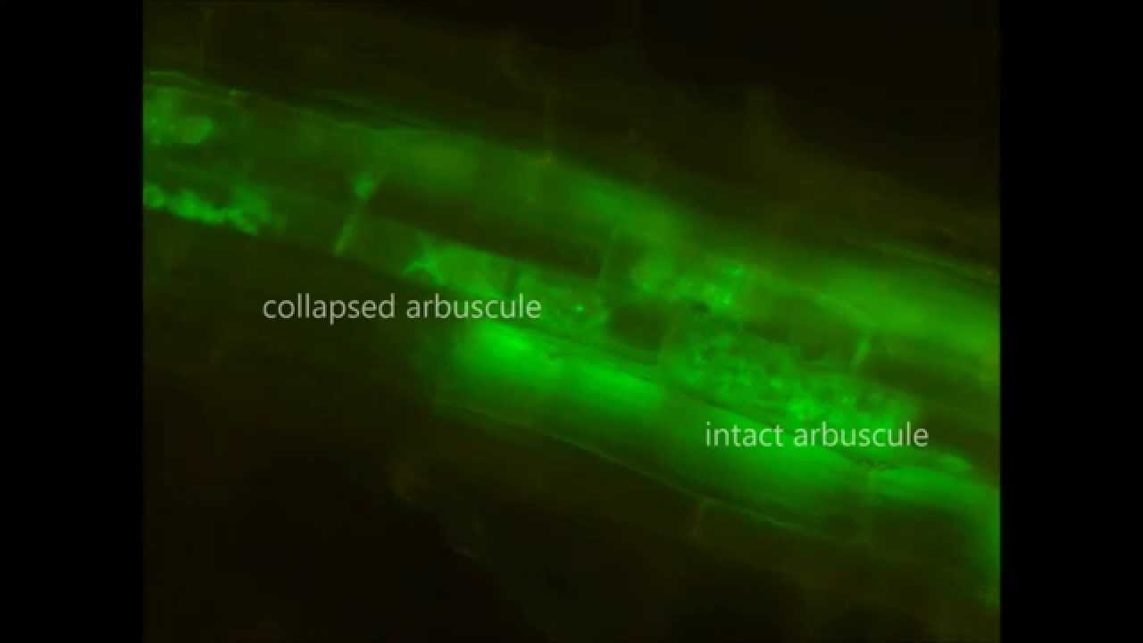 Dynamics of endomembrane system in collapsed arbuscule-containing cells