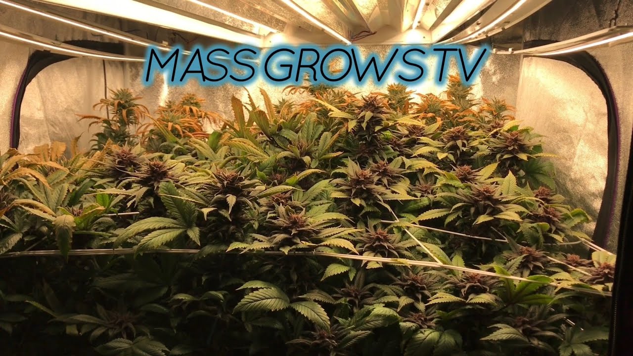 4x4 Scrog - Round 2 - HARVEST!