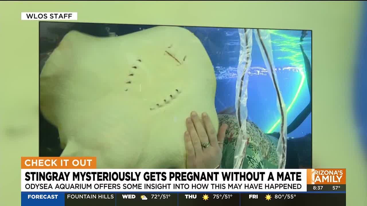 Odysea Aquarium expert explains mysterious stingray pregnancy