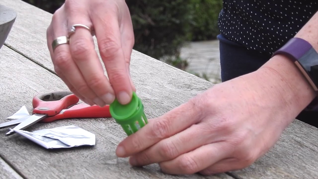 Pièges à phéromones buis