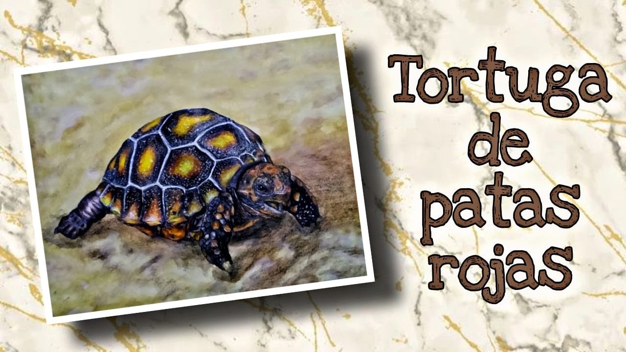Cómo pintar a una TORTUGA de patas rojas | técnica mixta | lápices de colores y acuarela.🐢