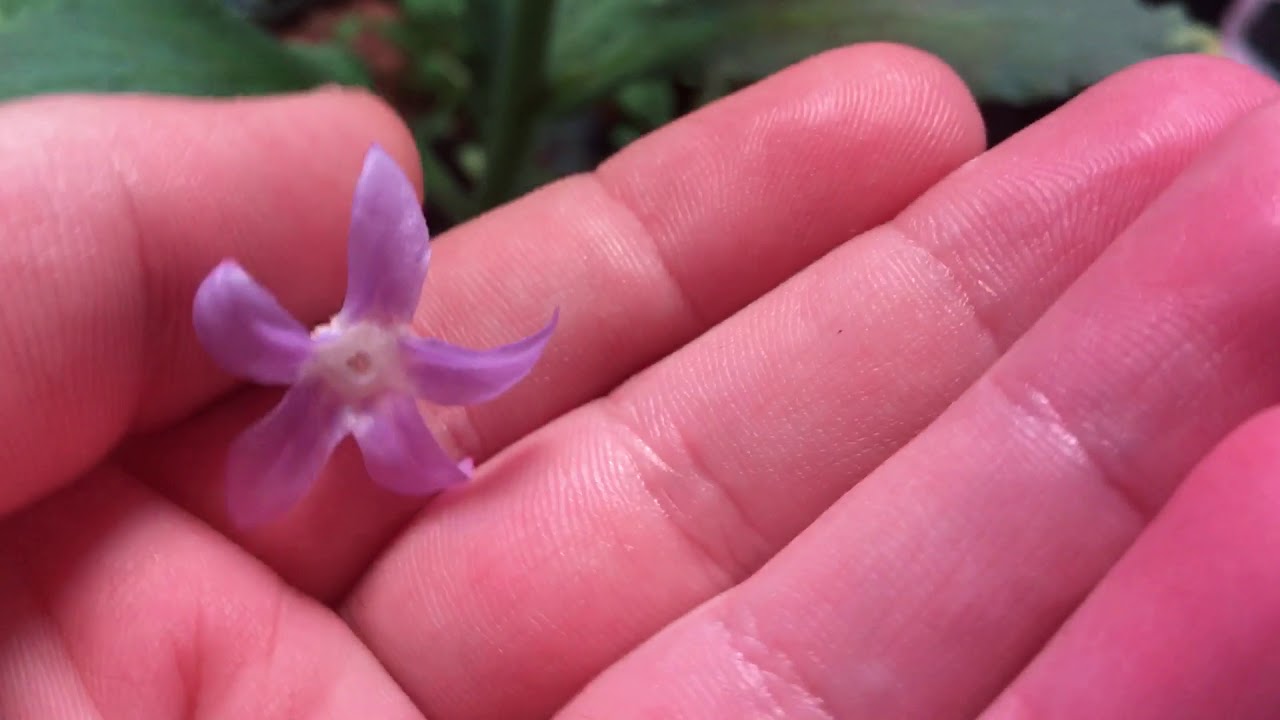 Hydroponic Borage Plant Update: Beautiful Delicious Flowers!