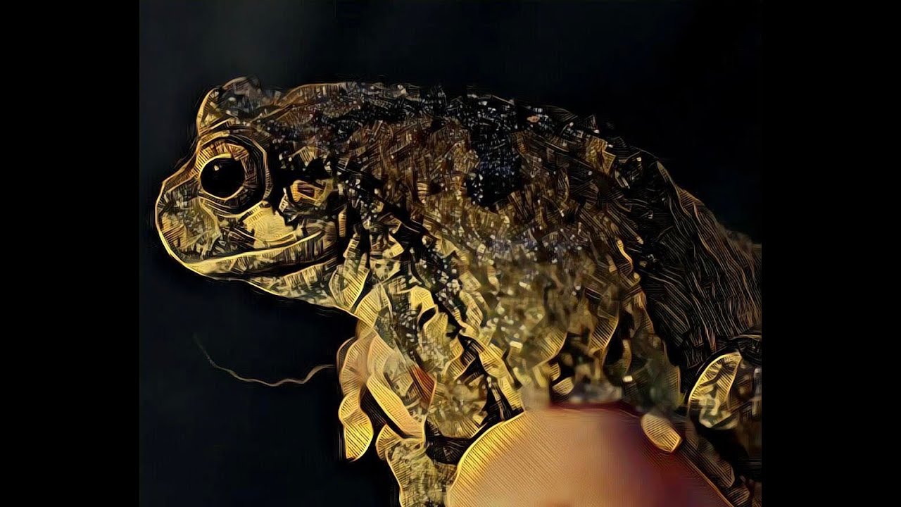 Care Tips for Keeping Gray Tree Frogs