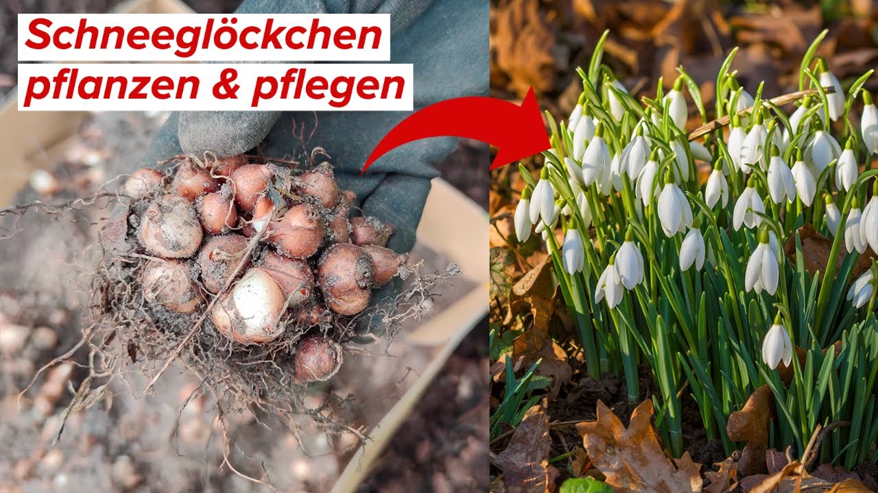 Schneeglöckchen pflanzen, pflegen und vermehren | Auswahl, Zeitpunkt, Standort!